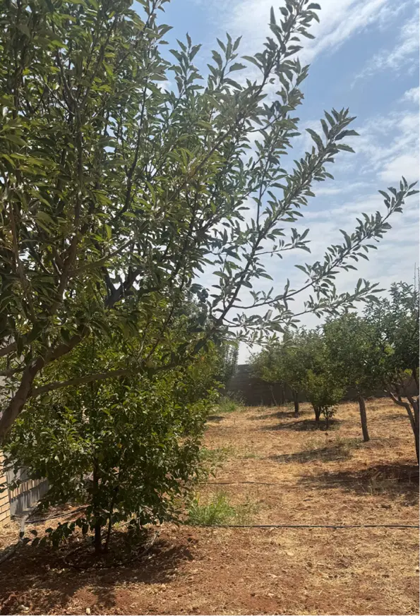 زمین کشاورزی با اب و برق و دیوار و در و درختان