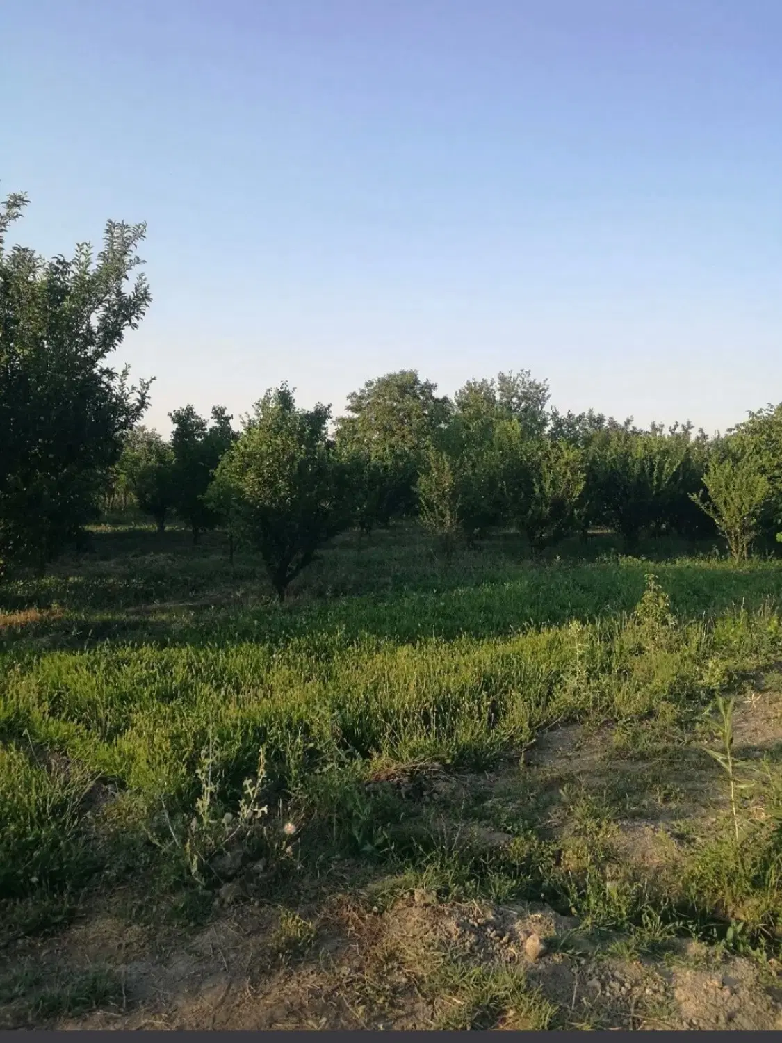 باغ خوش‌موقعیت در دیزج تکیه جاده اشنویه