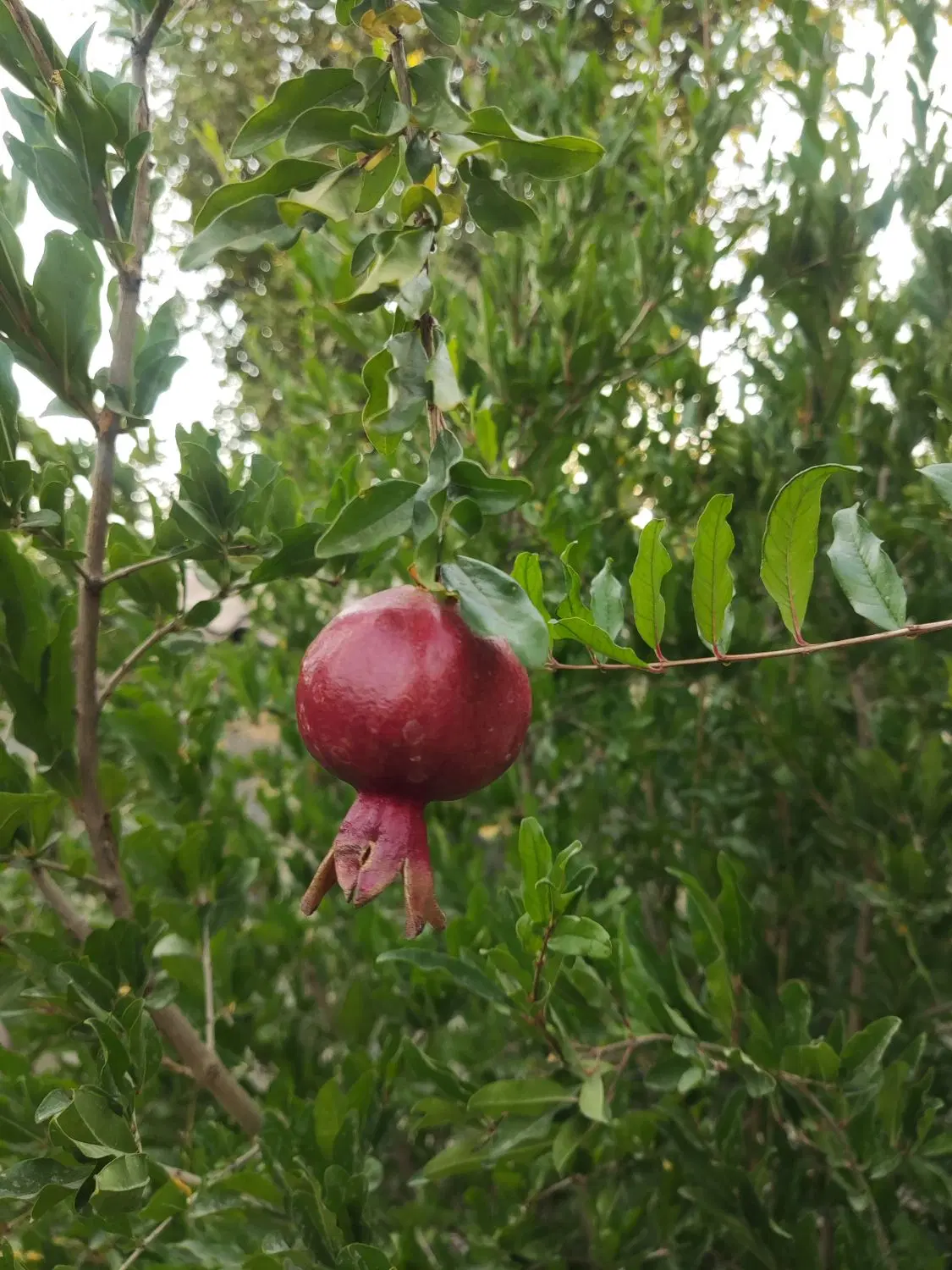 باغ دهکده گلستان