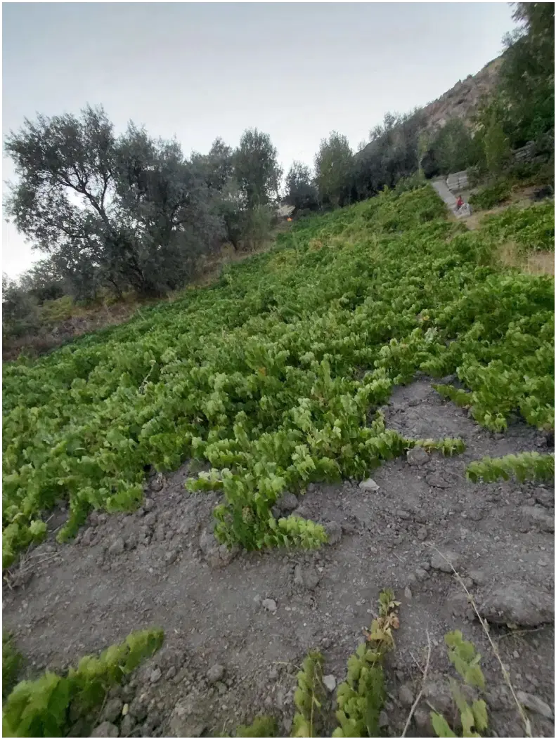 باغ انگور
