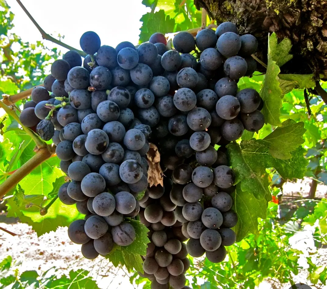 فروش باغ