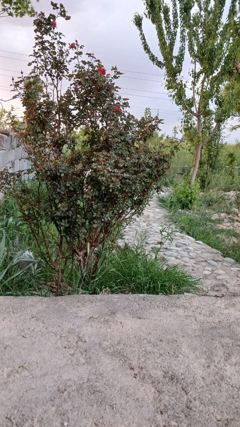 باغچه نقلی