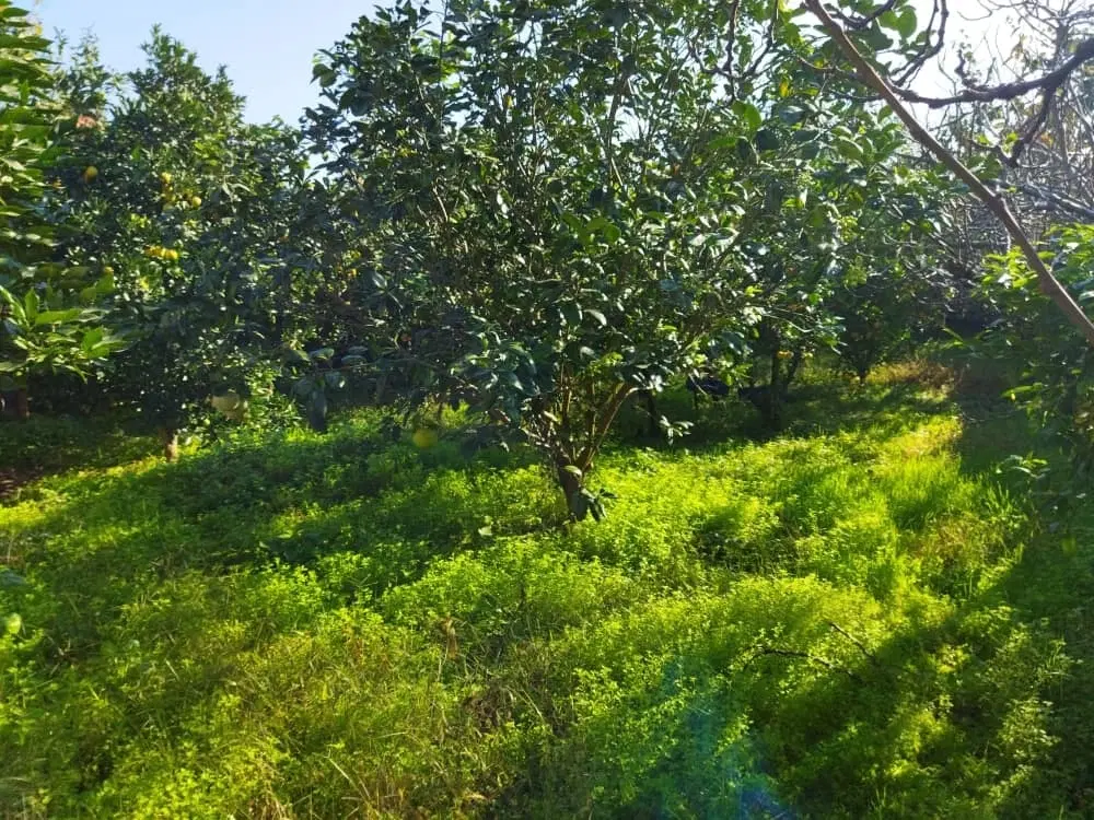 فروش زمین مسکونی