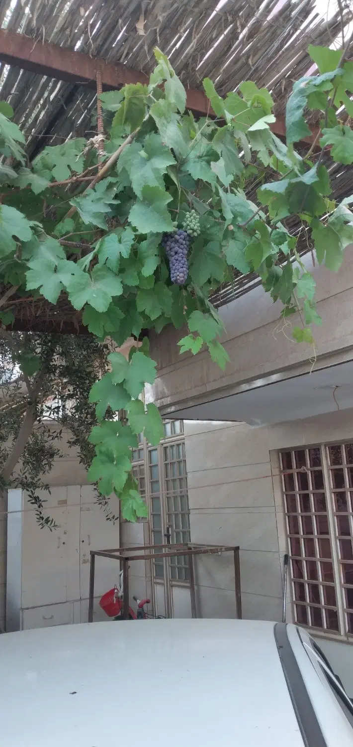 خانه‌ویلای‌در‌ولیعصر۴
