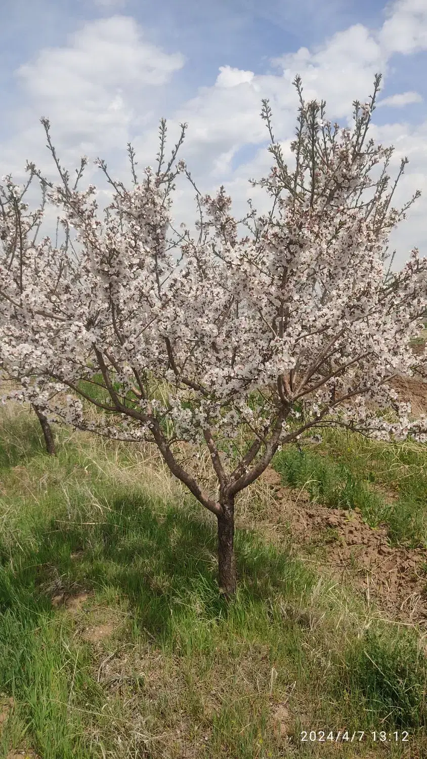 زمین باغ کورانه اشنستان