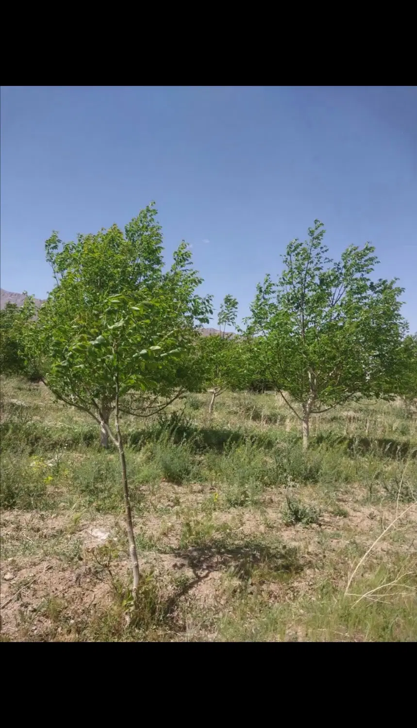 باغ گردو