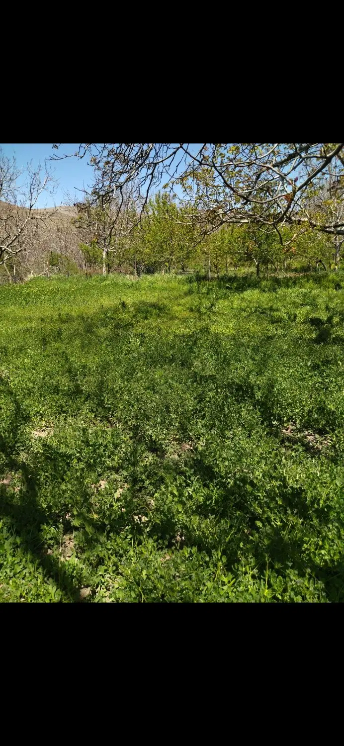 باغ در روستای قرمز گل مناسب برای تفرحگاه