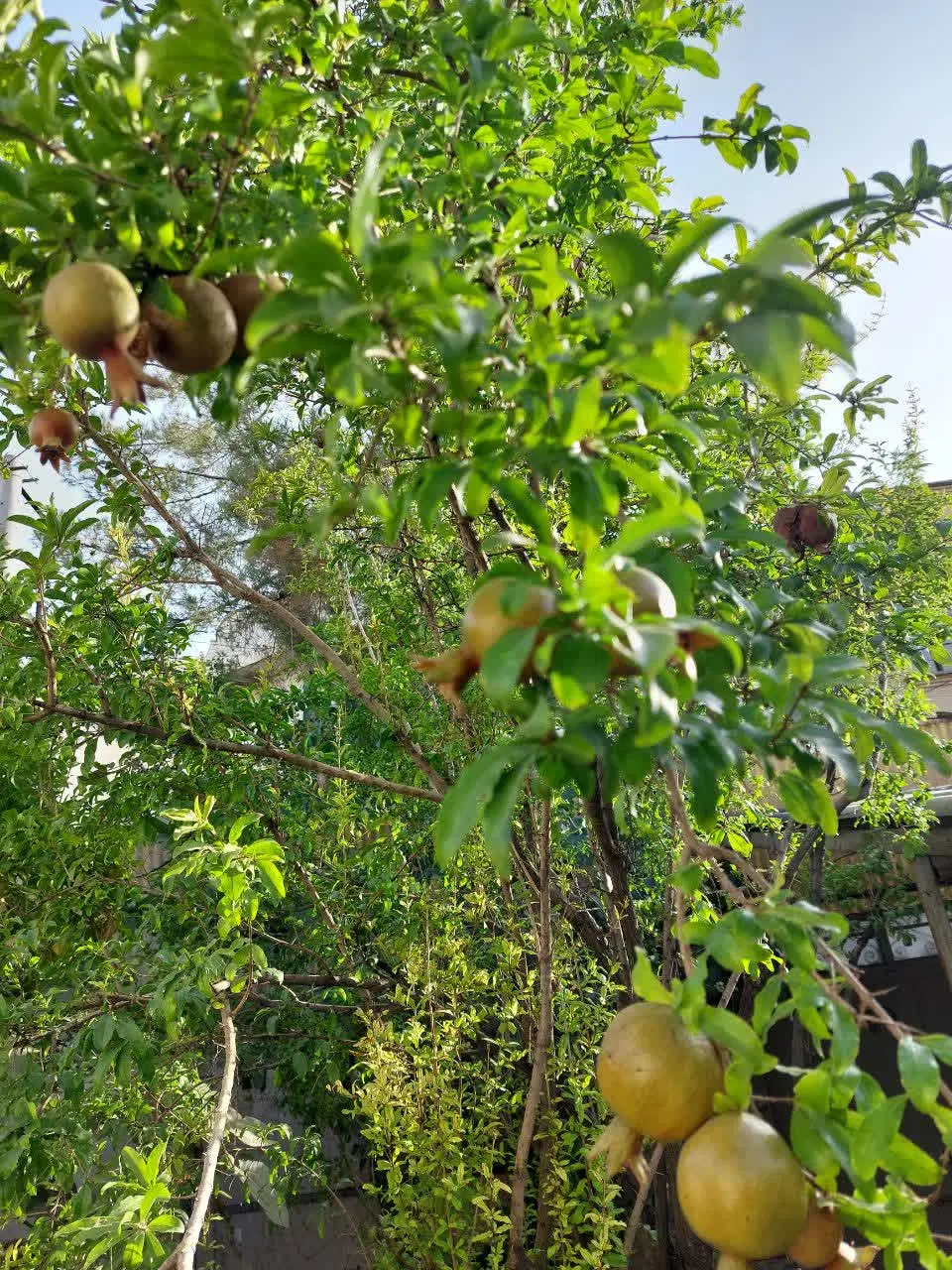 باغ و زمین زراعی