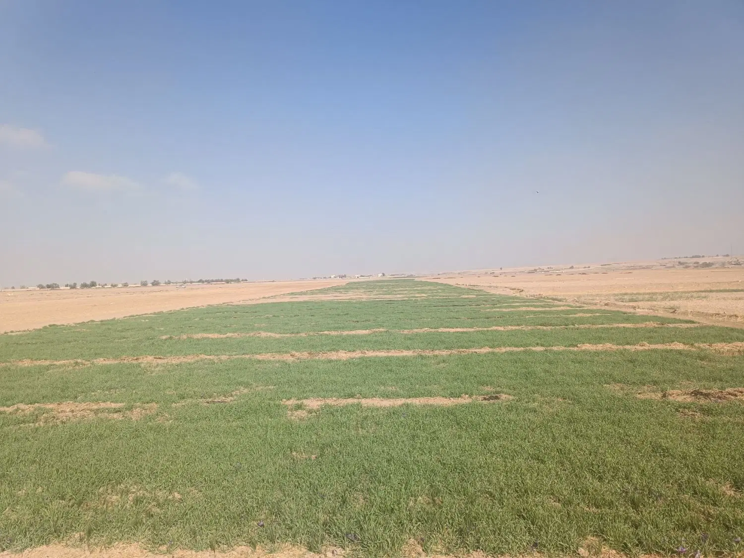 زمین پیاز زعفران