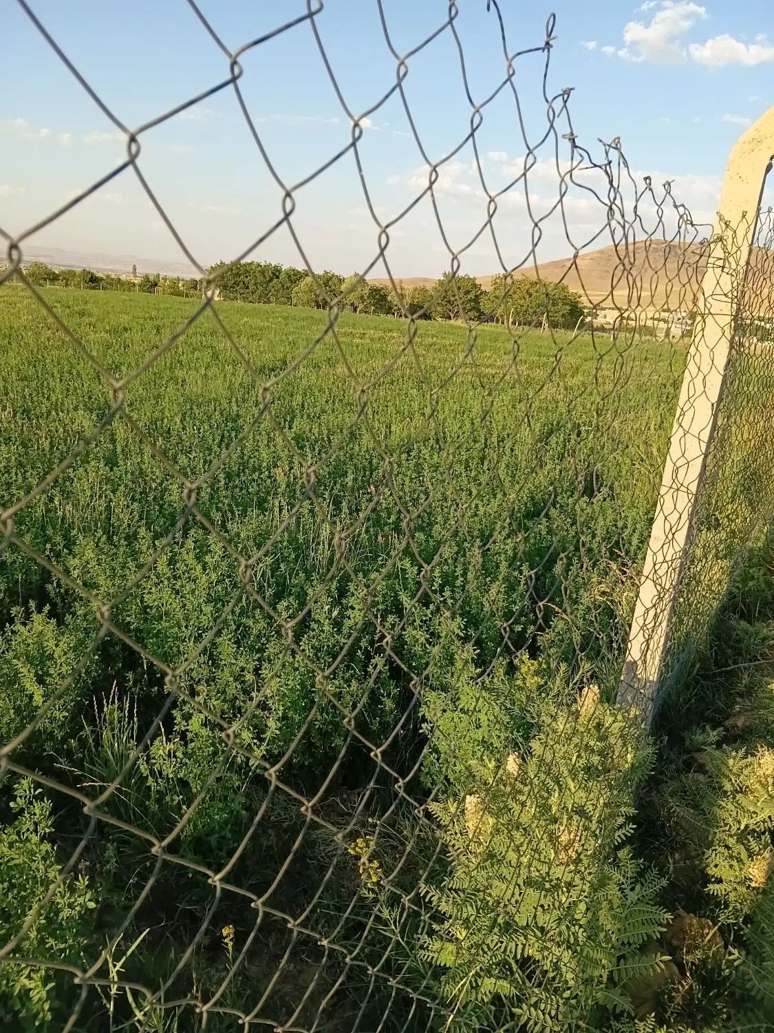 فروش زمین کشاورزی آبی