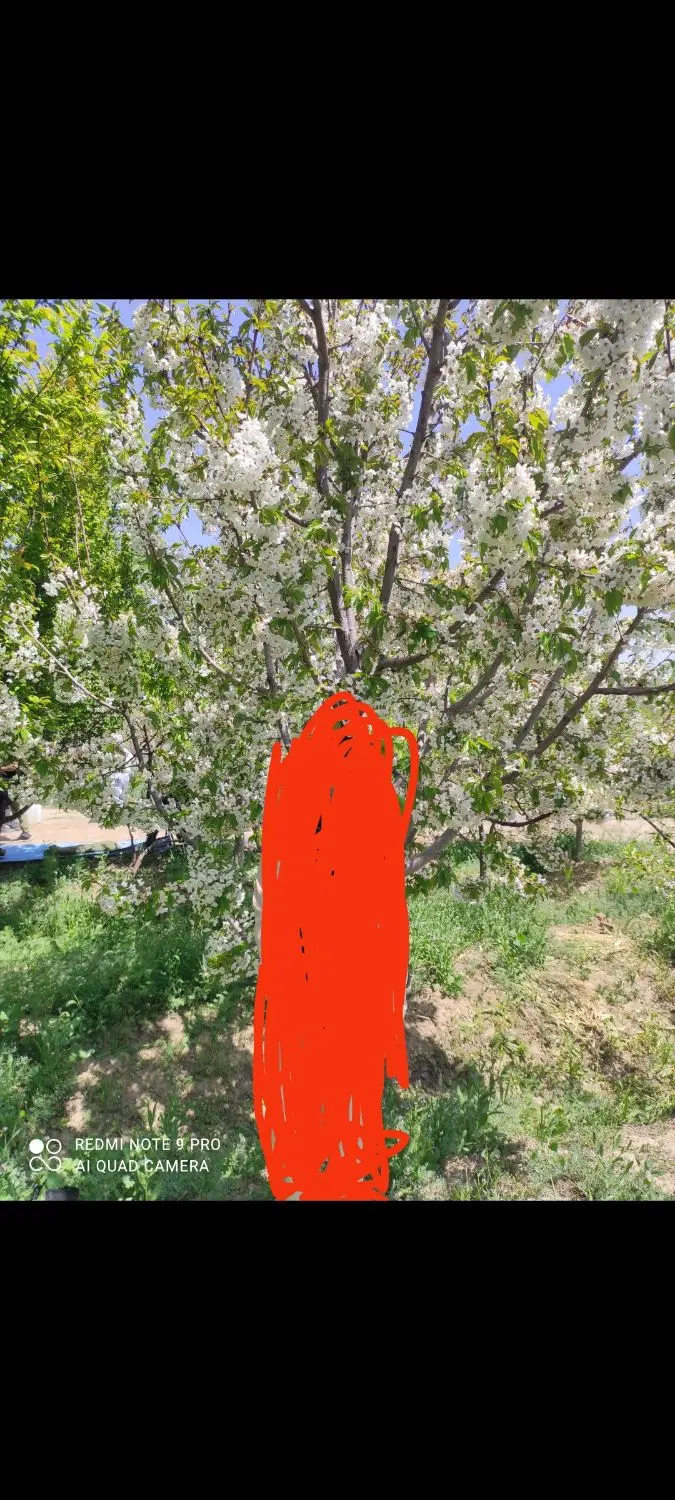 باغچه پیشک یک