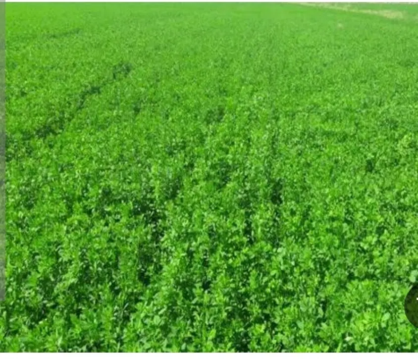 فروش زمین کشاورزی در روستای جعفرآباد چلیک میاندواب