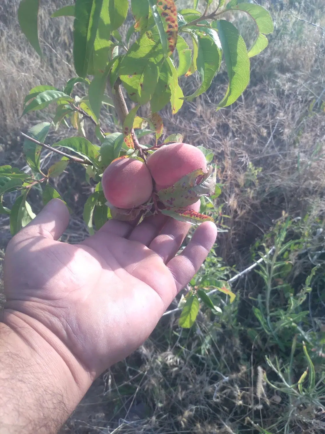 زمین کشاورزی وباغی