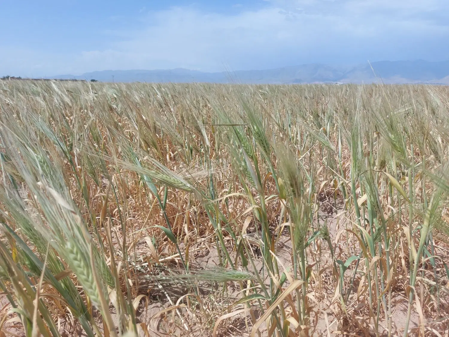 زمین در ابتدای بلوار پژوهش