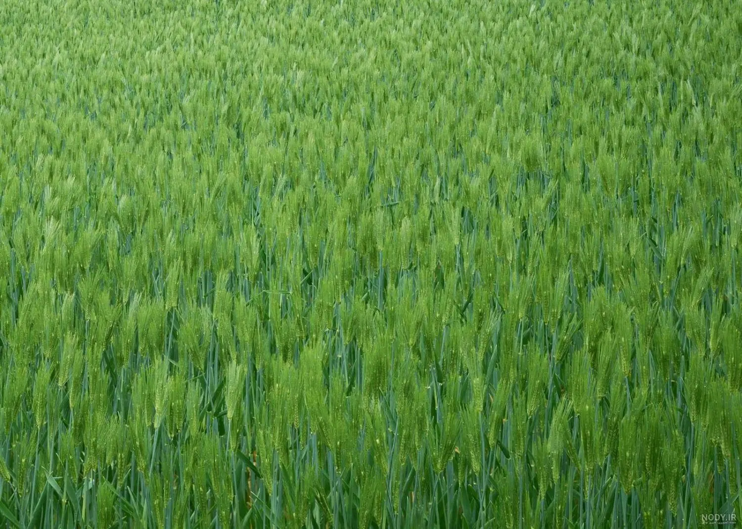 ۱۱ هکتار زمین حاصلخیز آبی