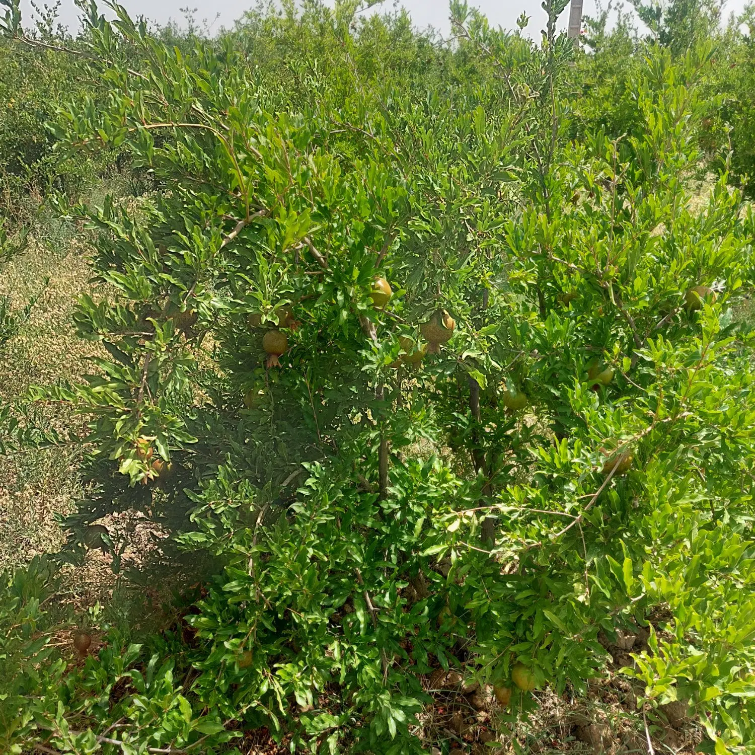 باغ انار