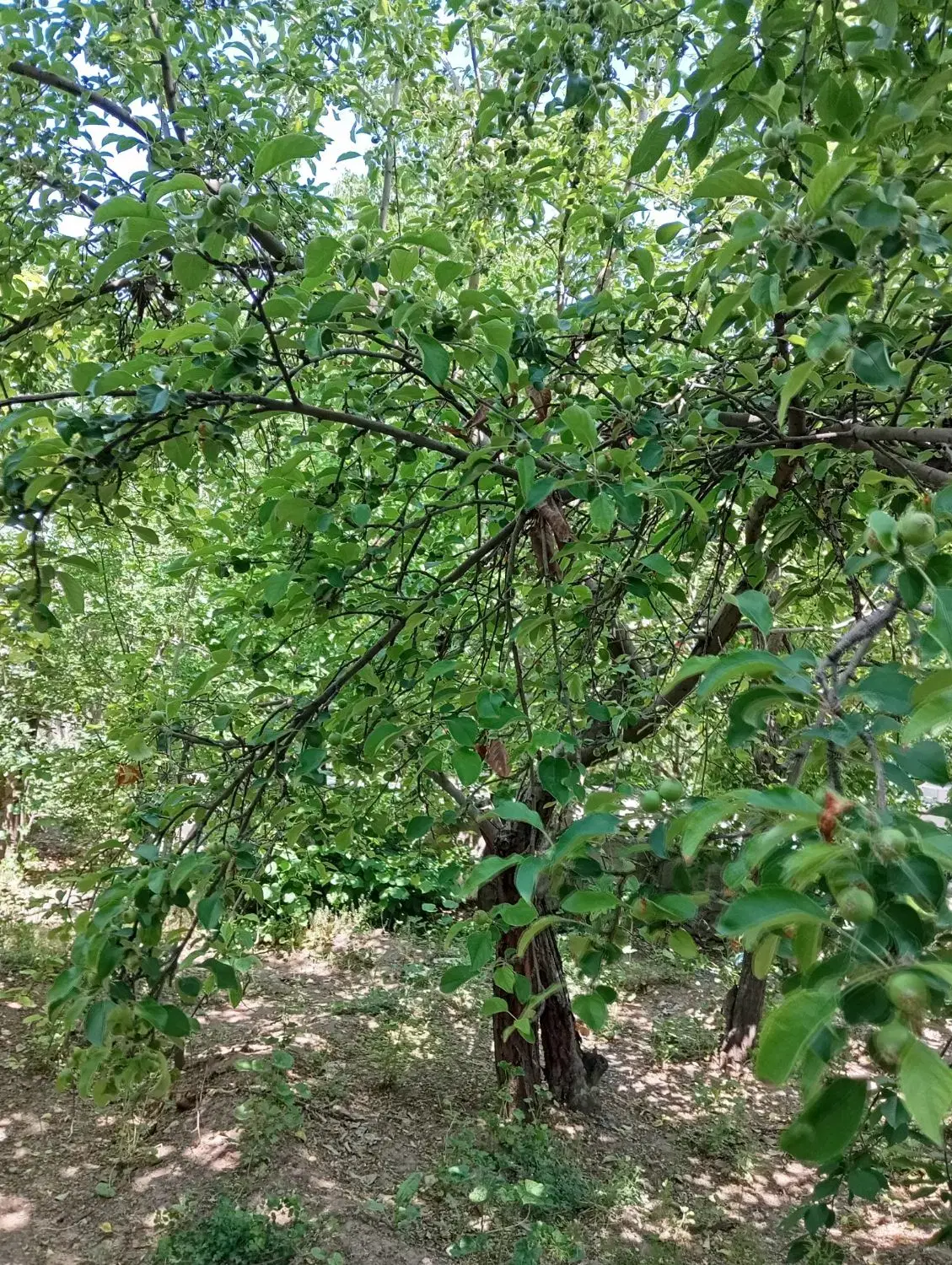 خانه باغ در بومهن