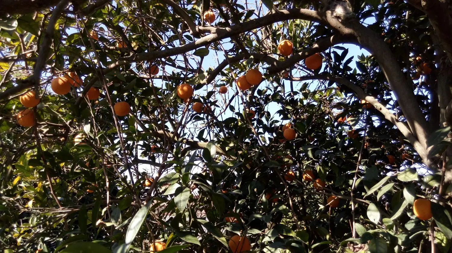 باغچه پرتقال ساری دارای سند در بافت