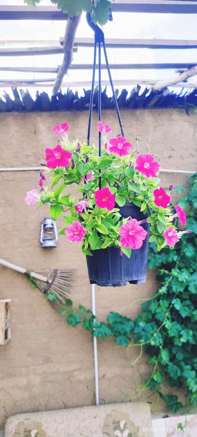 اجاره اتاق در بوم‌گردی کوگ تاراز شلمزار