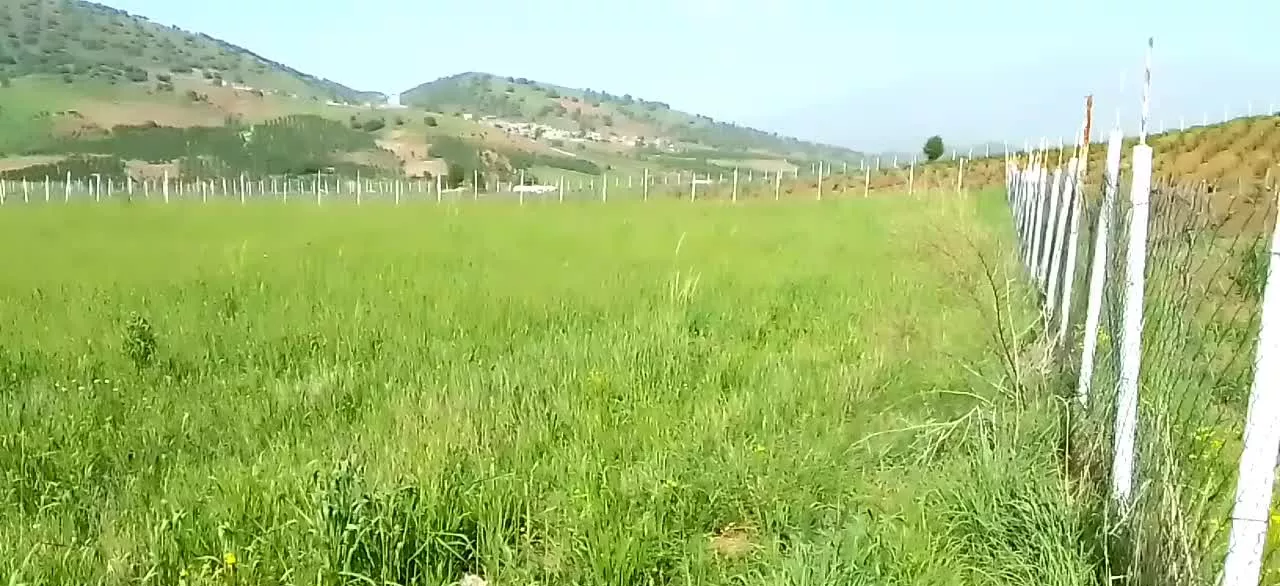 زمین کشاورزی