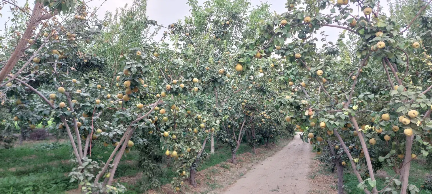 فروش باغ سده لنجان