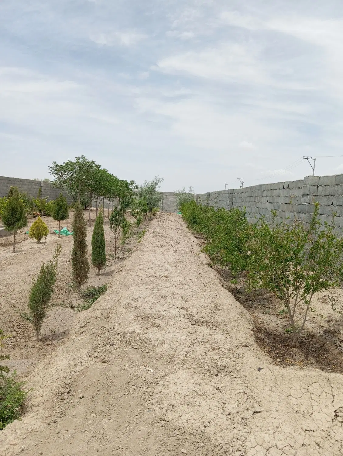 باغ ۷۰۰ متری درختی