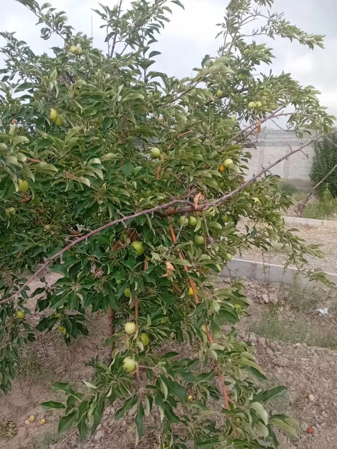 فروش باغ و باغچه