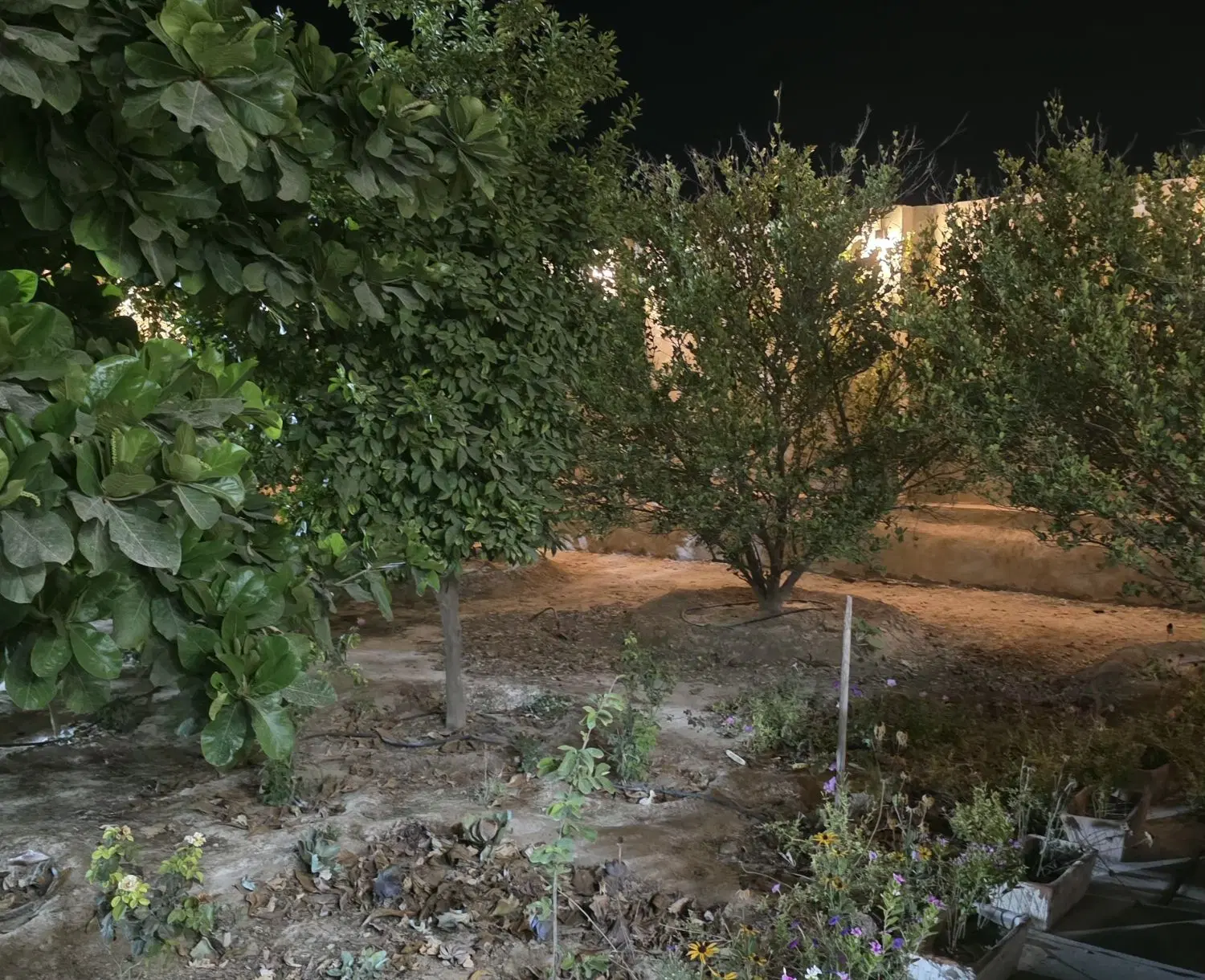 ویلا باغ،باغچه در گورک