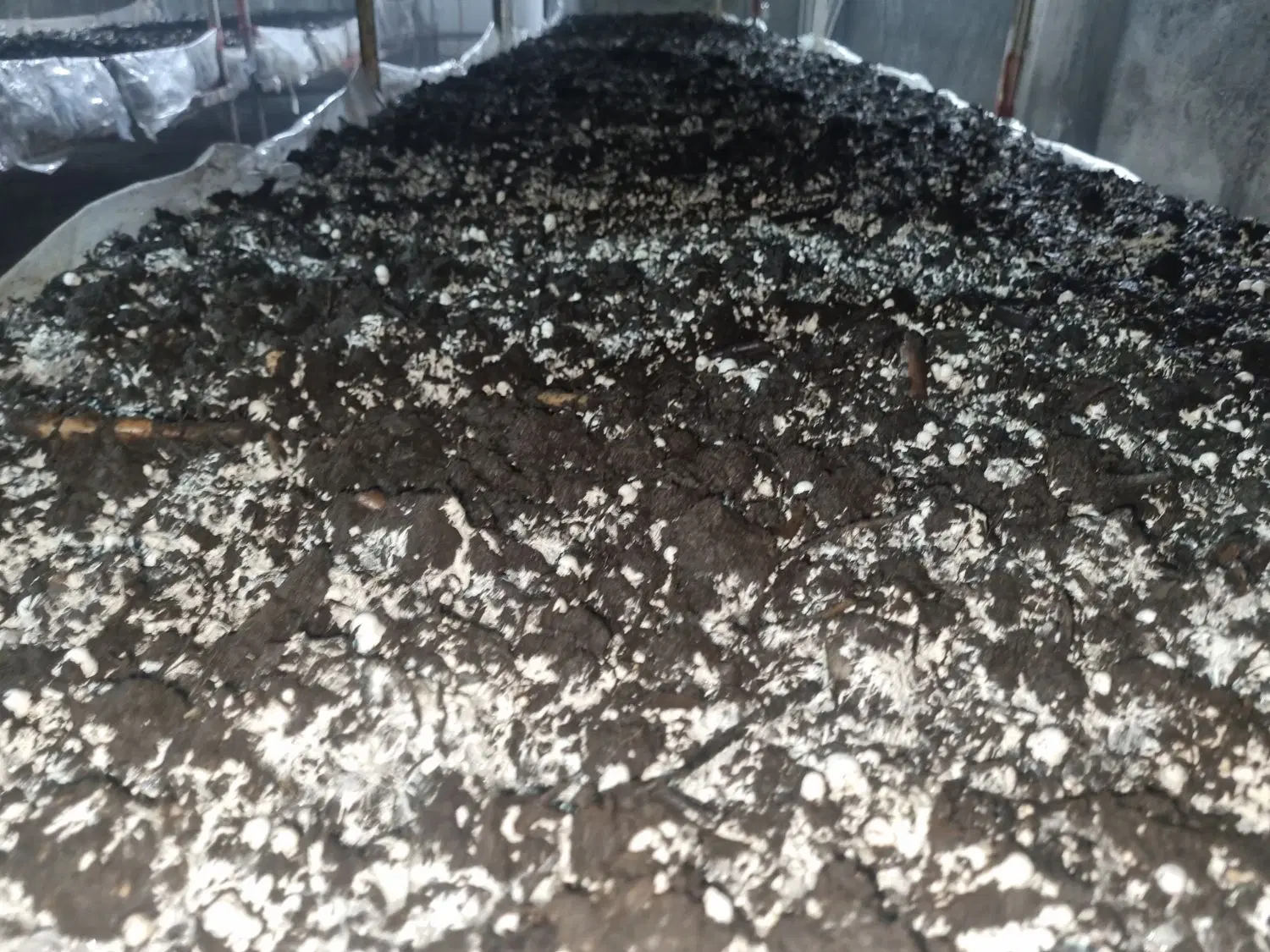 اجاره سوله پرورش قارچ دکمه ای