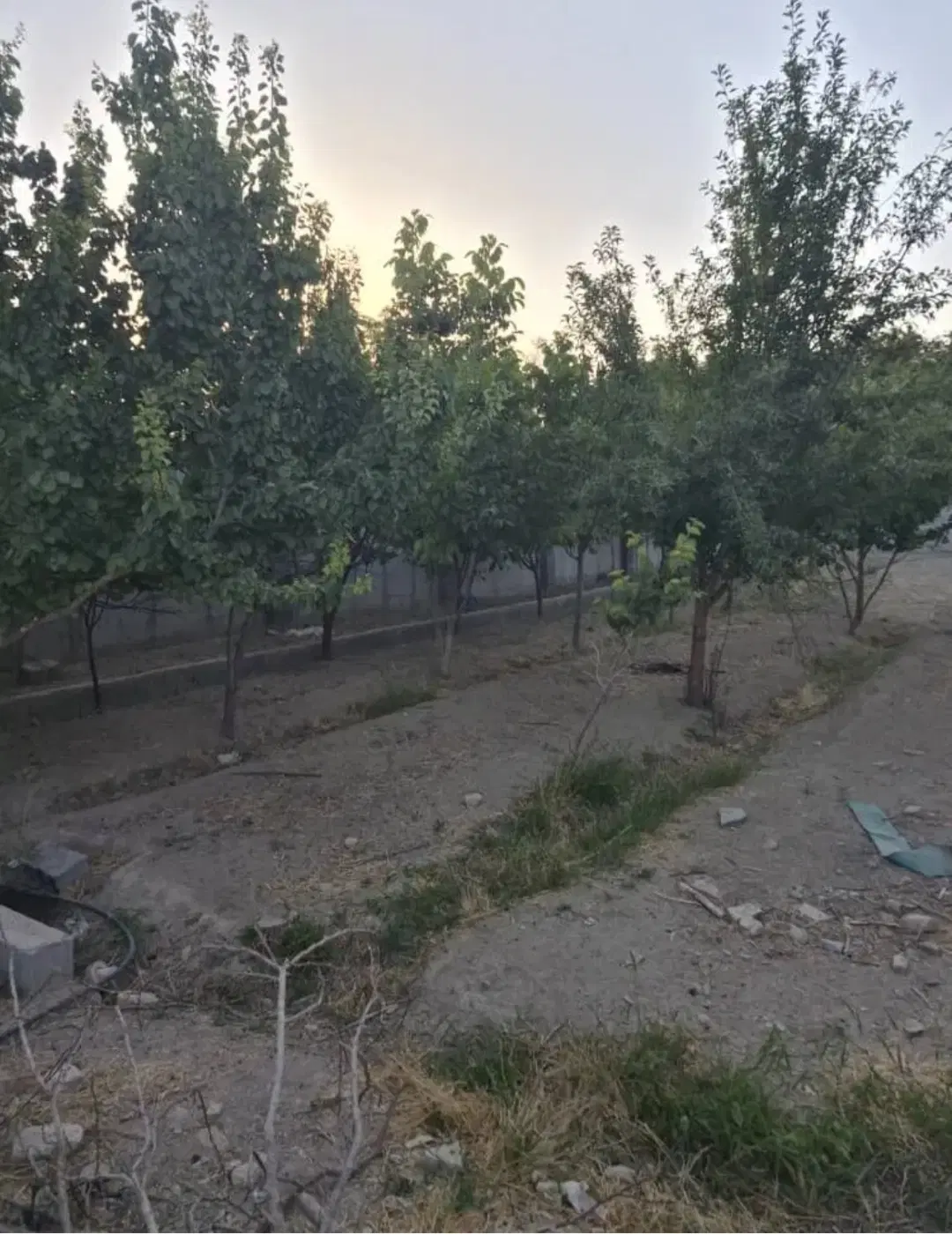 زمین باغی داخل مجموعه