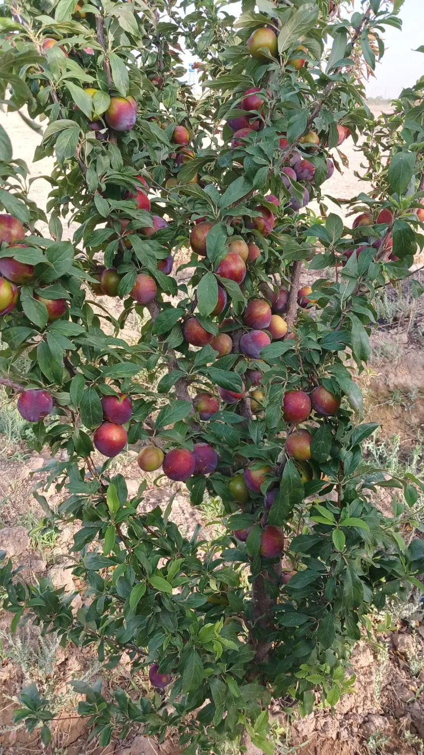 باغ۳۰۰مترگولنامه‌متری‌۲۵۰۰۰۰۰۰‌