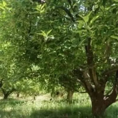 فروش زمین