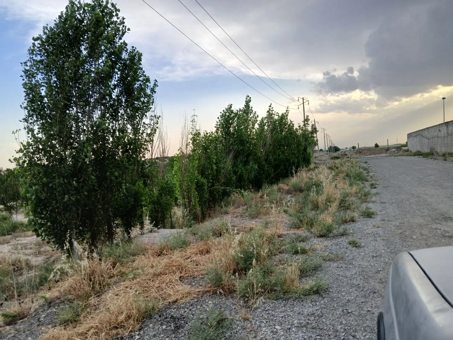 زمین باغی سند تک برگ
