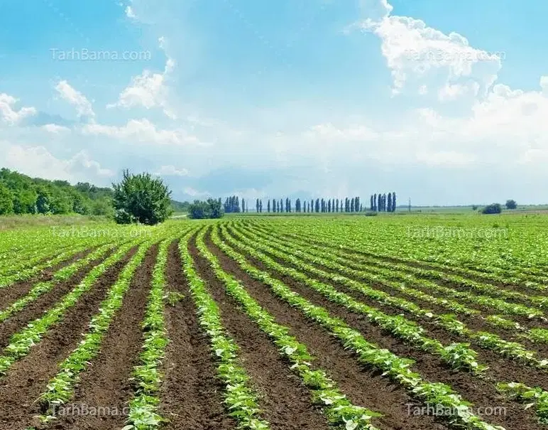 اجاره زمین کشاورزی