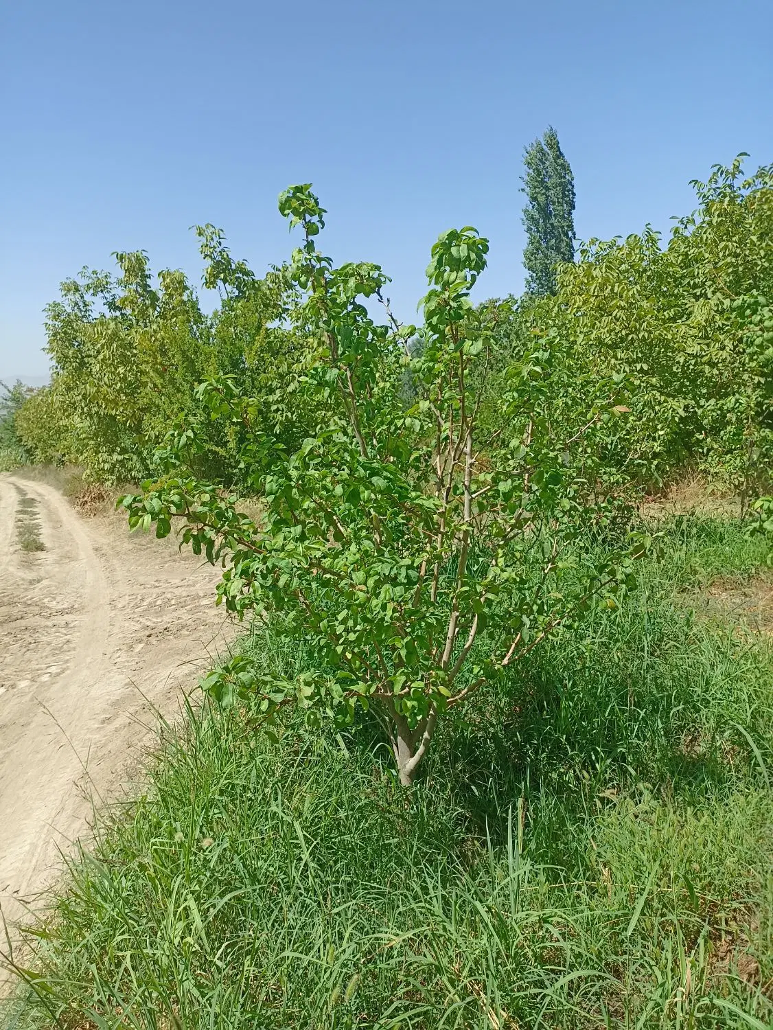 زمین تفکیک شده