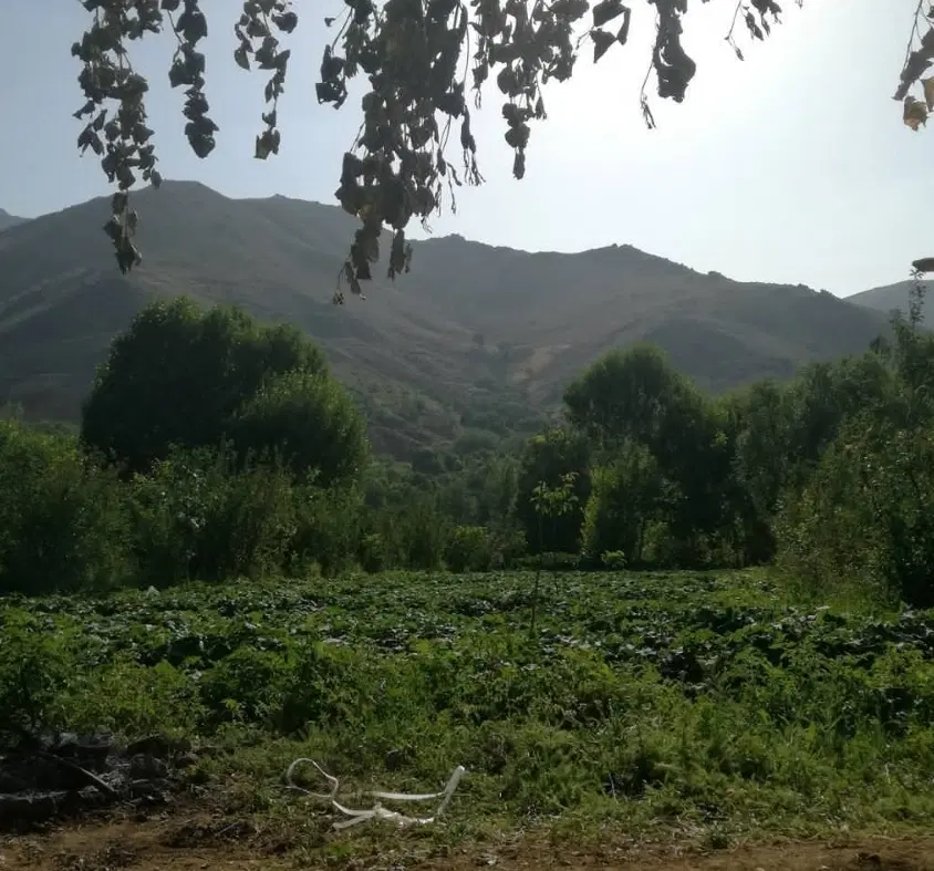 باغ انگور ماشین رو