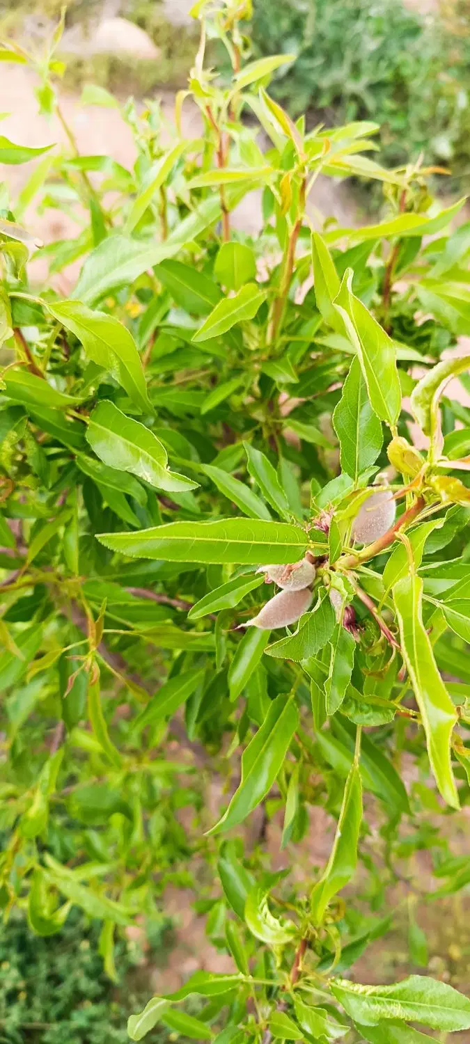 زمین باغ شهری کیان اباد