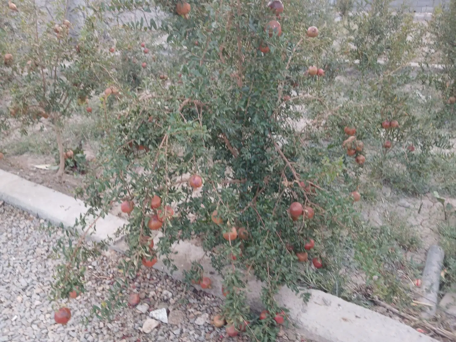 باغ ویلایی