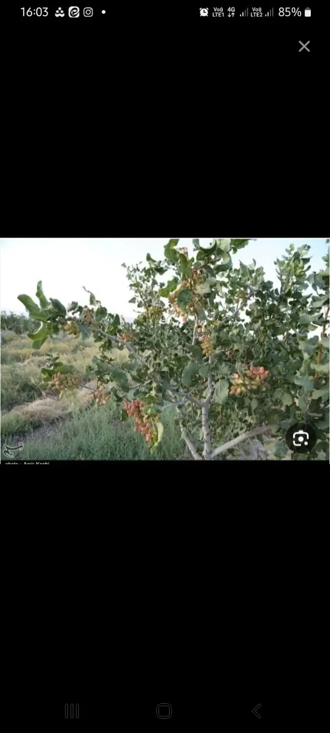 باغ پسته