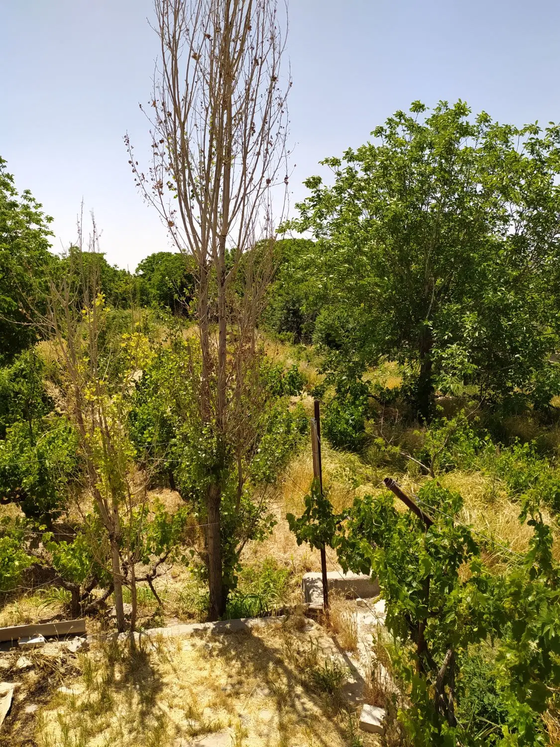 باغچه دارای آب دیوارکشی شده