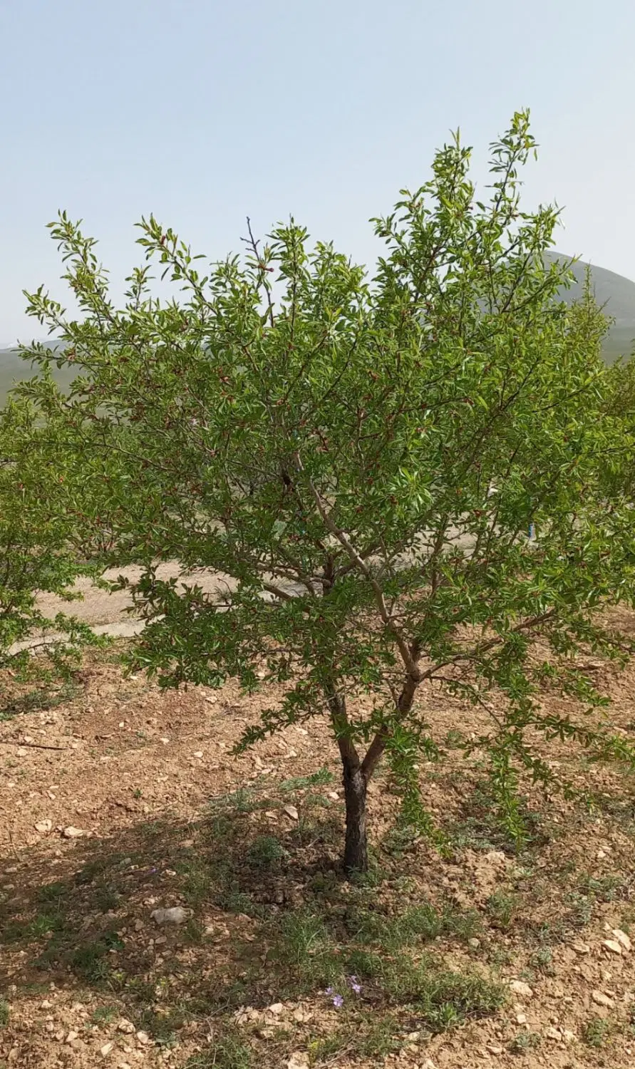 باغ بادام مرند هزار متری با سوددهی بالا