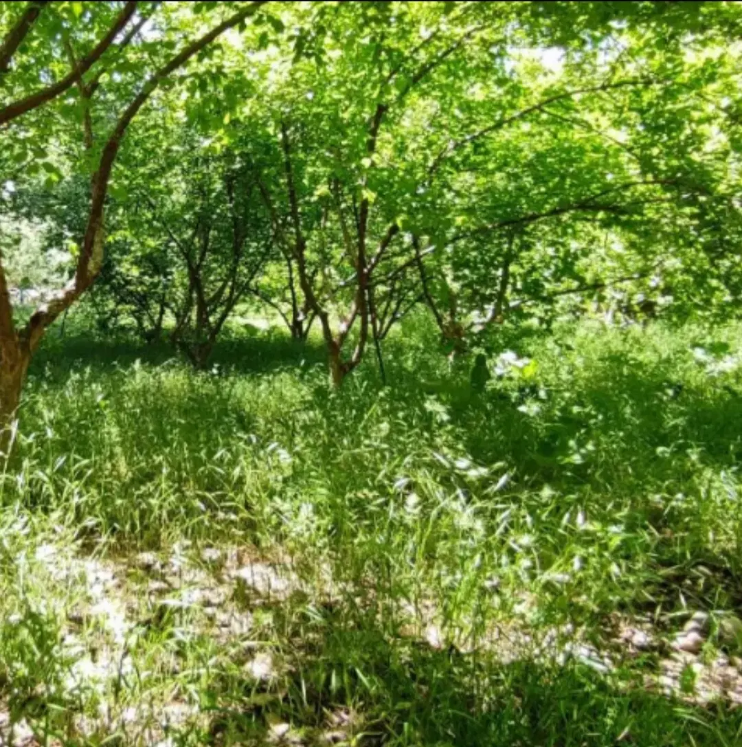 باغ ذغال اخته یوزباشچای