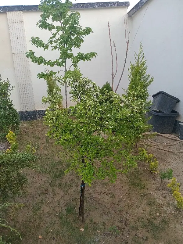 زمین  مسکونی و شاهنامه۱۸