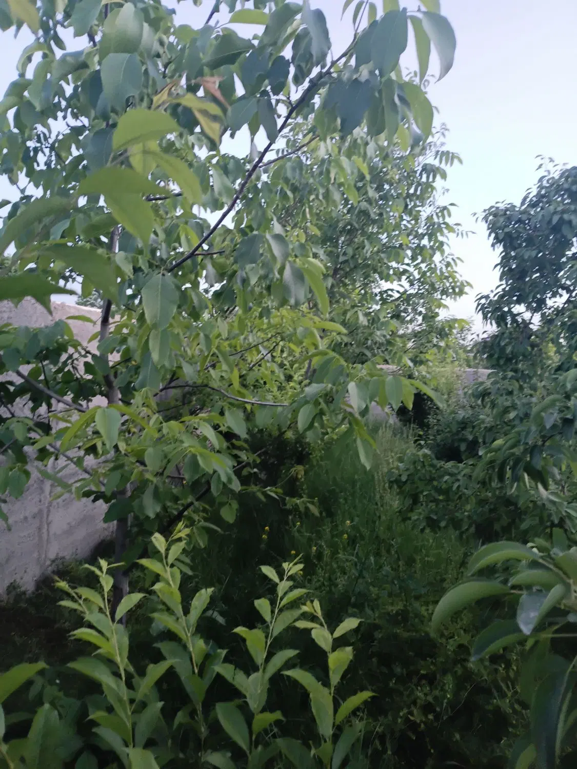 ۳۰۰متر زمین چهاردیواری سنقرآباد(تاپ لوکیشن)