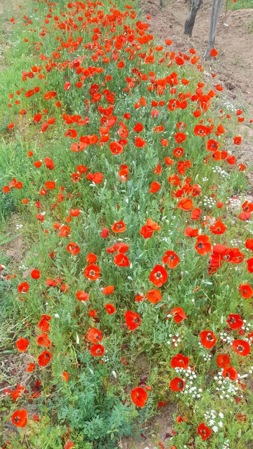۲۰۰۰ متر زمین