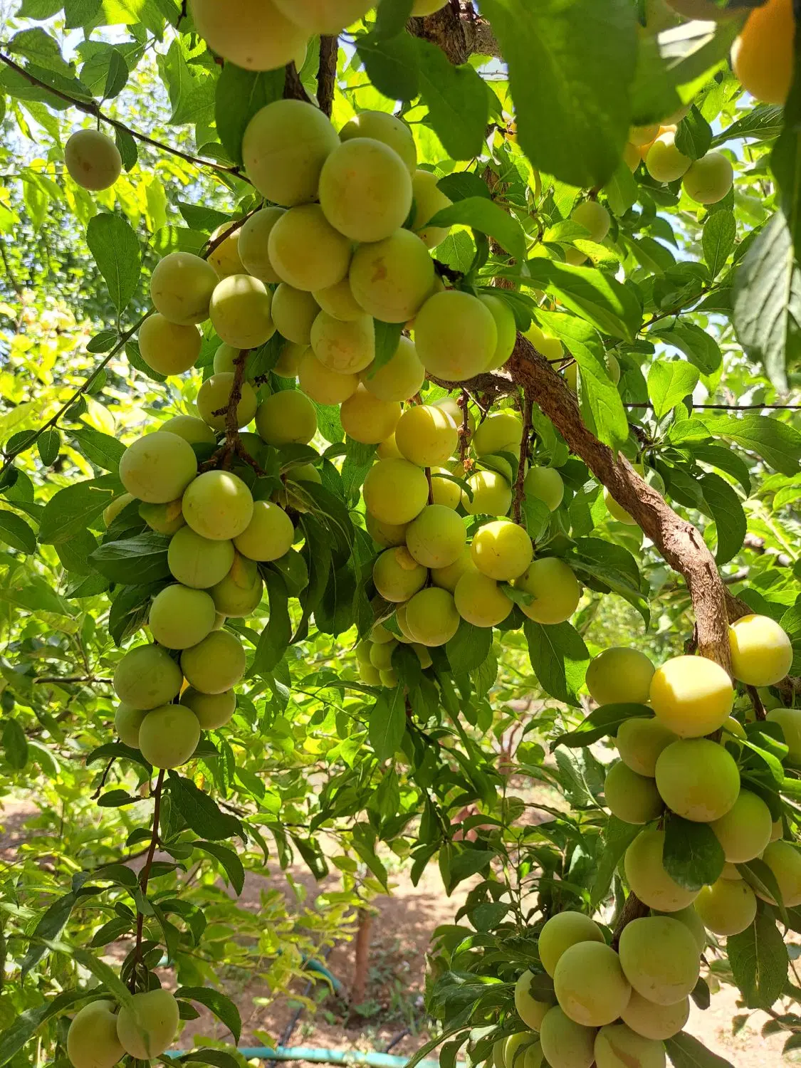 1200 متر زمین ۲۵۰ متر بنا دوبلکس