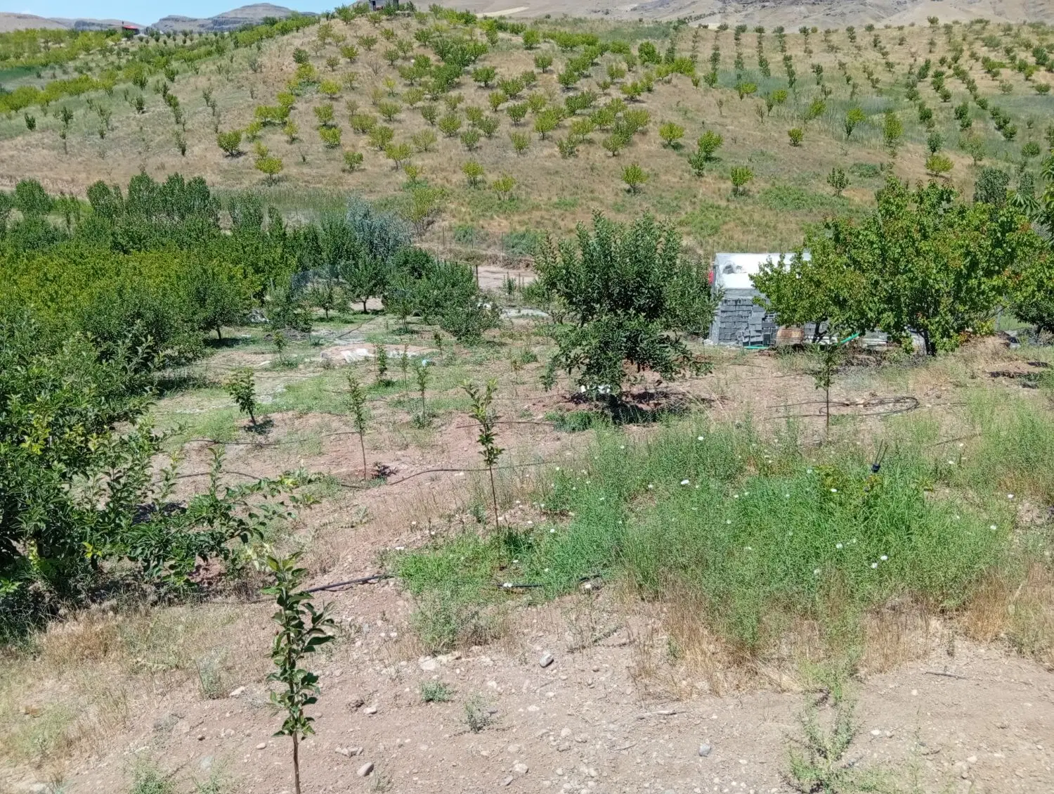 فروش باغ