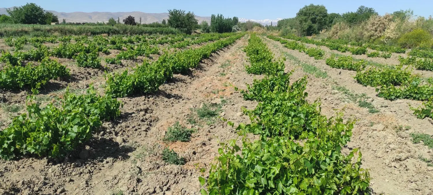 فروش باغ انگور_زمین کشاورزی_ نقده روستای راهدانه