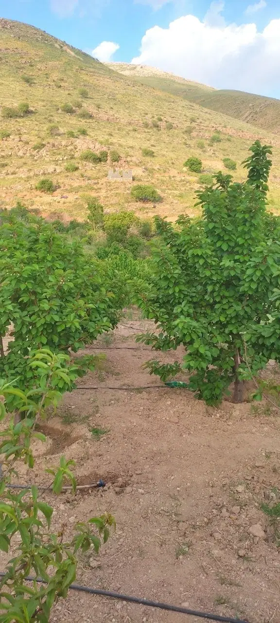فروش باغ صلوات آباد