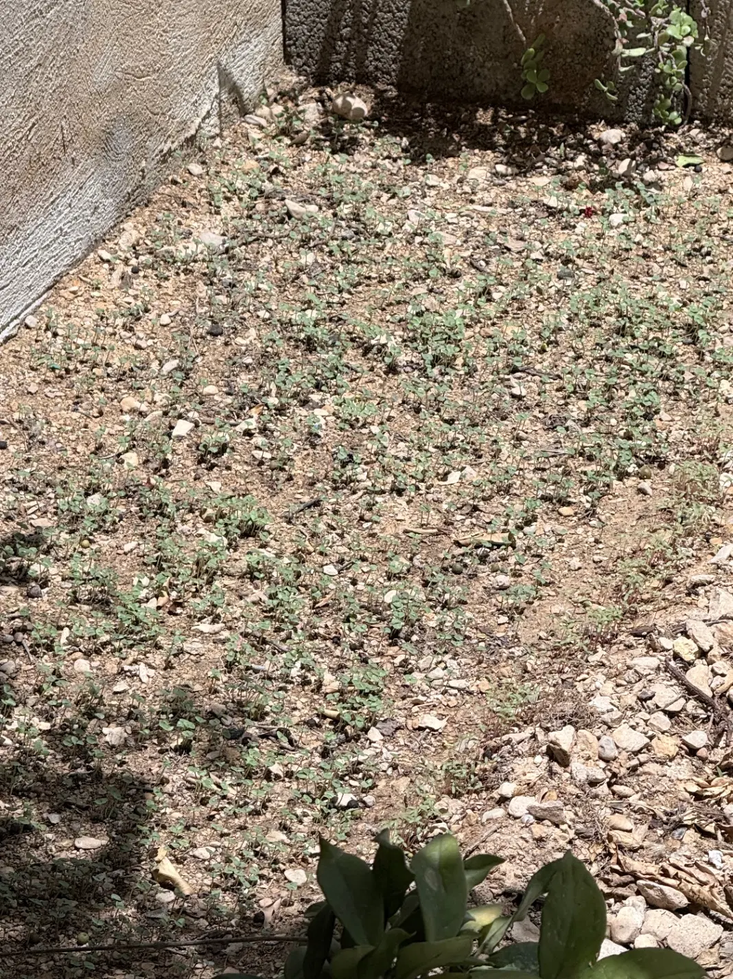 زمین مسکونی بهارستان